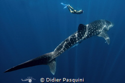 WHALE SHARK-Rhincodon typus
NOSY BE 2022 by Didier Pasquini 
